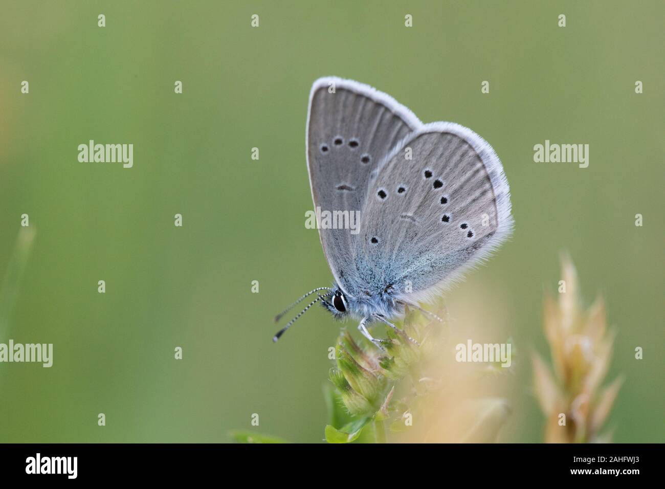 Mazarine Blue (Cyaniris semiargus) photographed at Katzbergerhöhe, Austria. Stock Photo