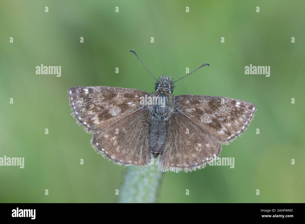 Dingy skipper (Erynnis tages) photographed in Katschberg, Austria Stock Photo