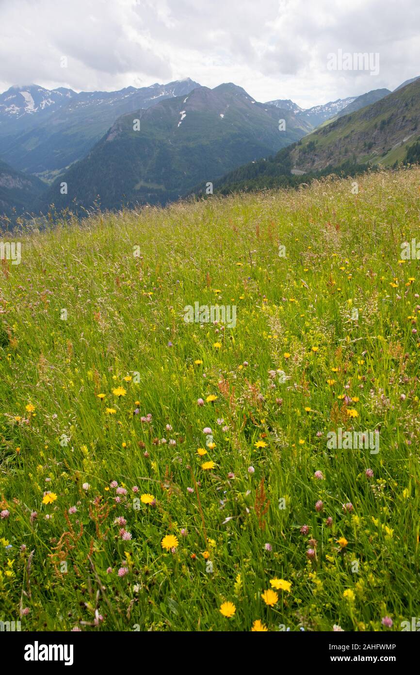 Flowering alpine meadow on Grossglockner, tallest mountain in Austria. Stock Photo