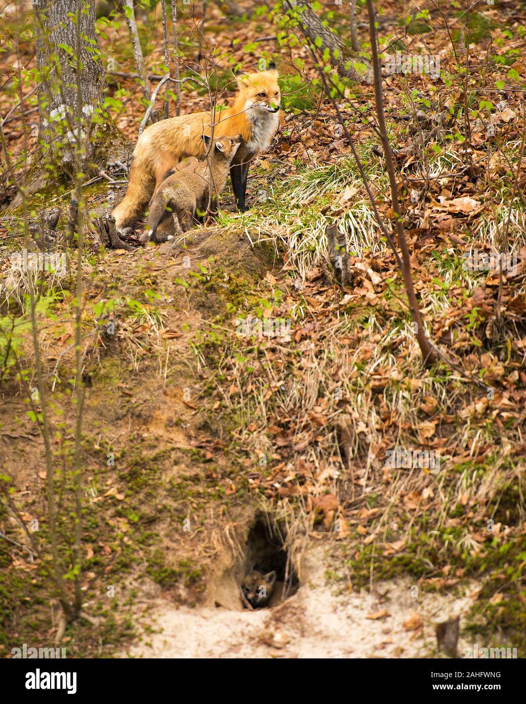 Fox Red Fox animal mother and kit foxes in the forest enjoying its