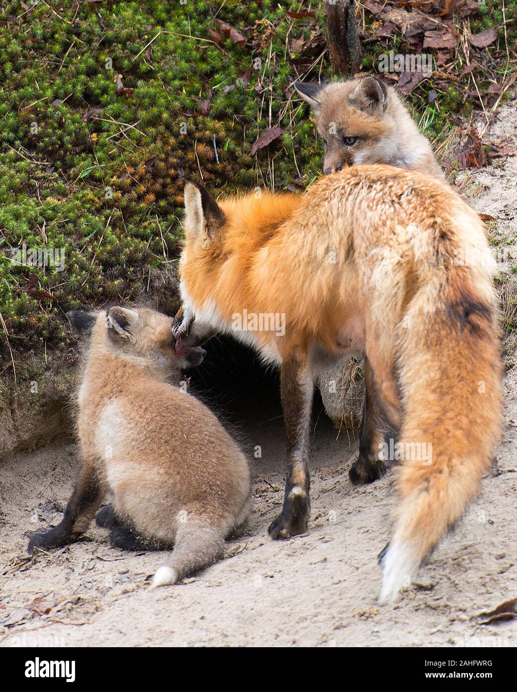 Fox Red Fox animal mother and kit foxes in the forest enjoying its ...
