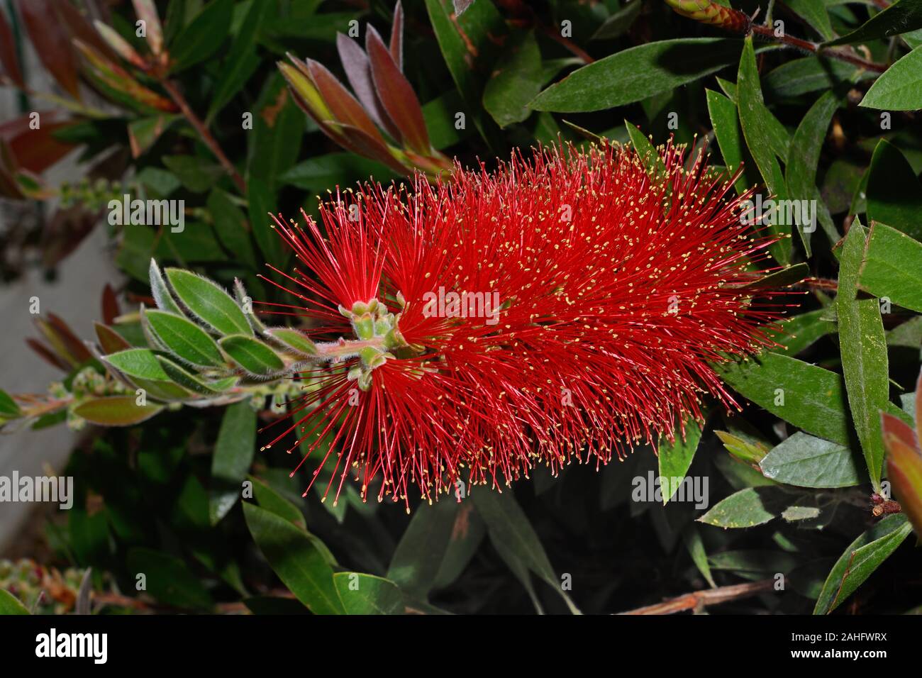 Callistemon citrinus (common red bottlebrush) is endemic to New South Wales and Victoria in Australia growing in swamps and along creeks. Stock Photo