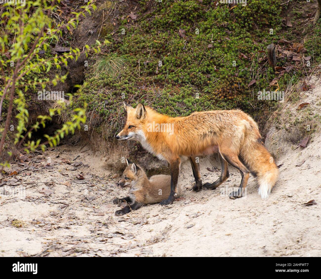 Red Fox animal  mother and kit fox close-up profile view  in the forest by the borrow den with moss background and sand foreground in their surroundin Stock Photo