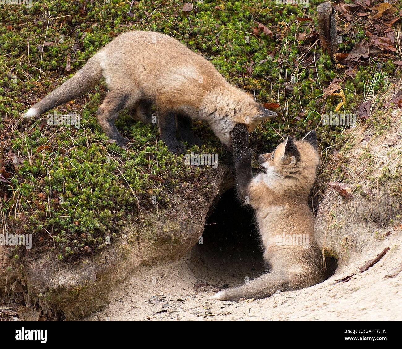 Red Fox baby animal kit foxes close-up profile view in the forest by their den burrow surrounded by moss and sand playing and cuddling in their surro Stock Photo - Alamy Red Fox baby animal kit foxes close-up profile view in the forest by their den burrow surrounded by moss and sand playing and cuddling in their surro Stock Photo - Alamy