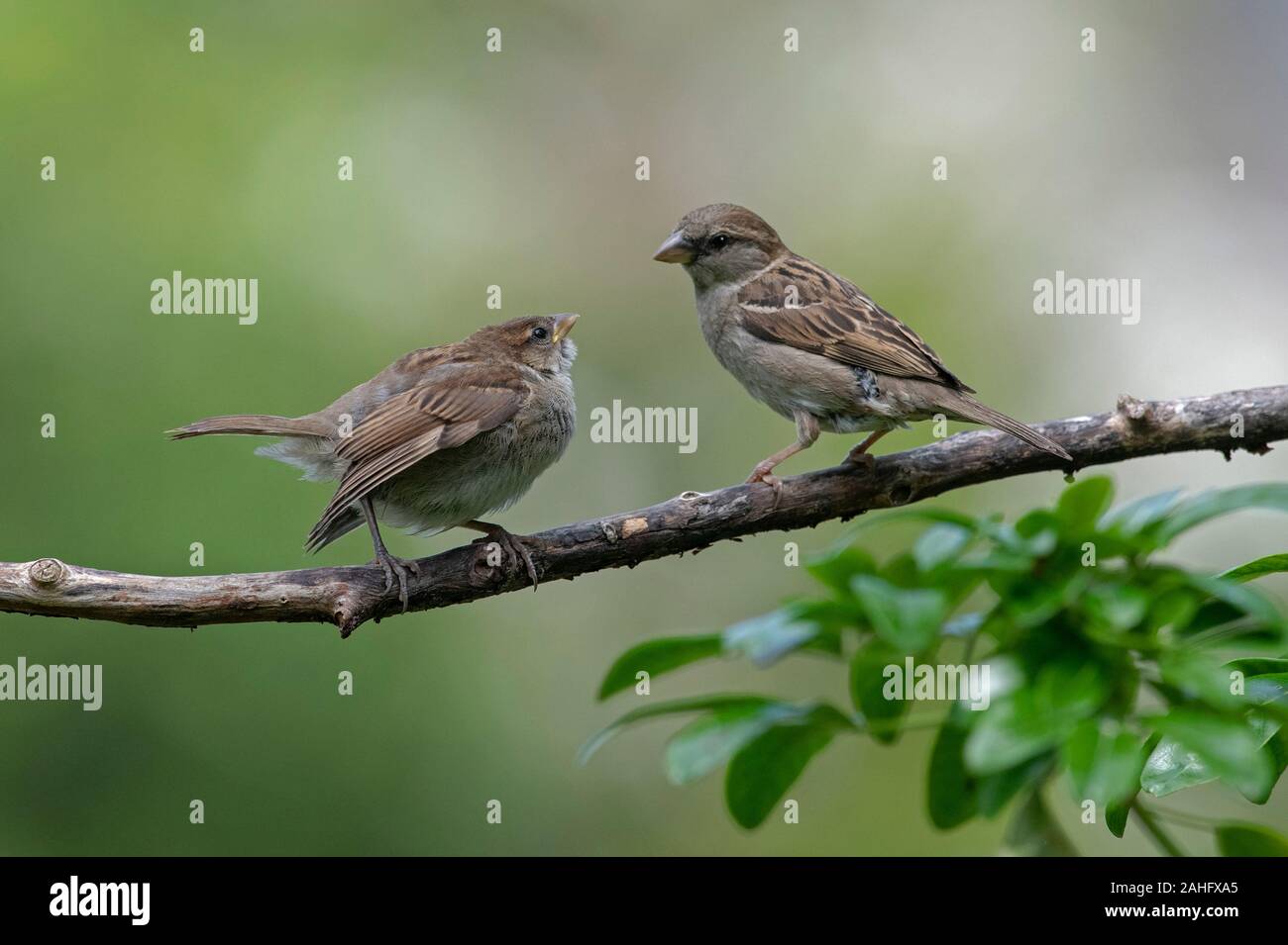 Young Tree Sparrow High Resolution Stock Photography And Images Alamy