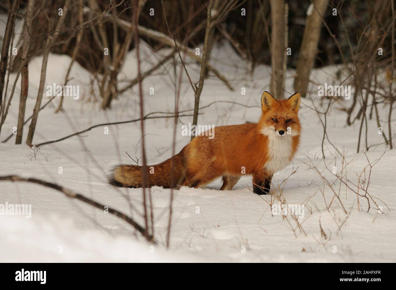 Red Fox Fur Color