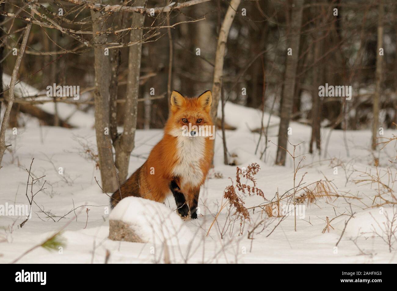 Red Fox animal in the forest in the winter season in its surrounding ...