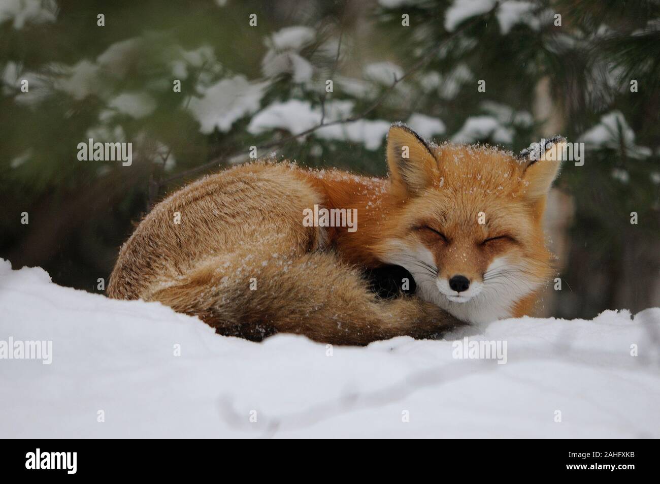Fox Red Fox animal in the forest in the winter season sleeping on snow with  a bokeh background in its surrounding and environment displaying rusty r  Stock Photo - Alamy