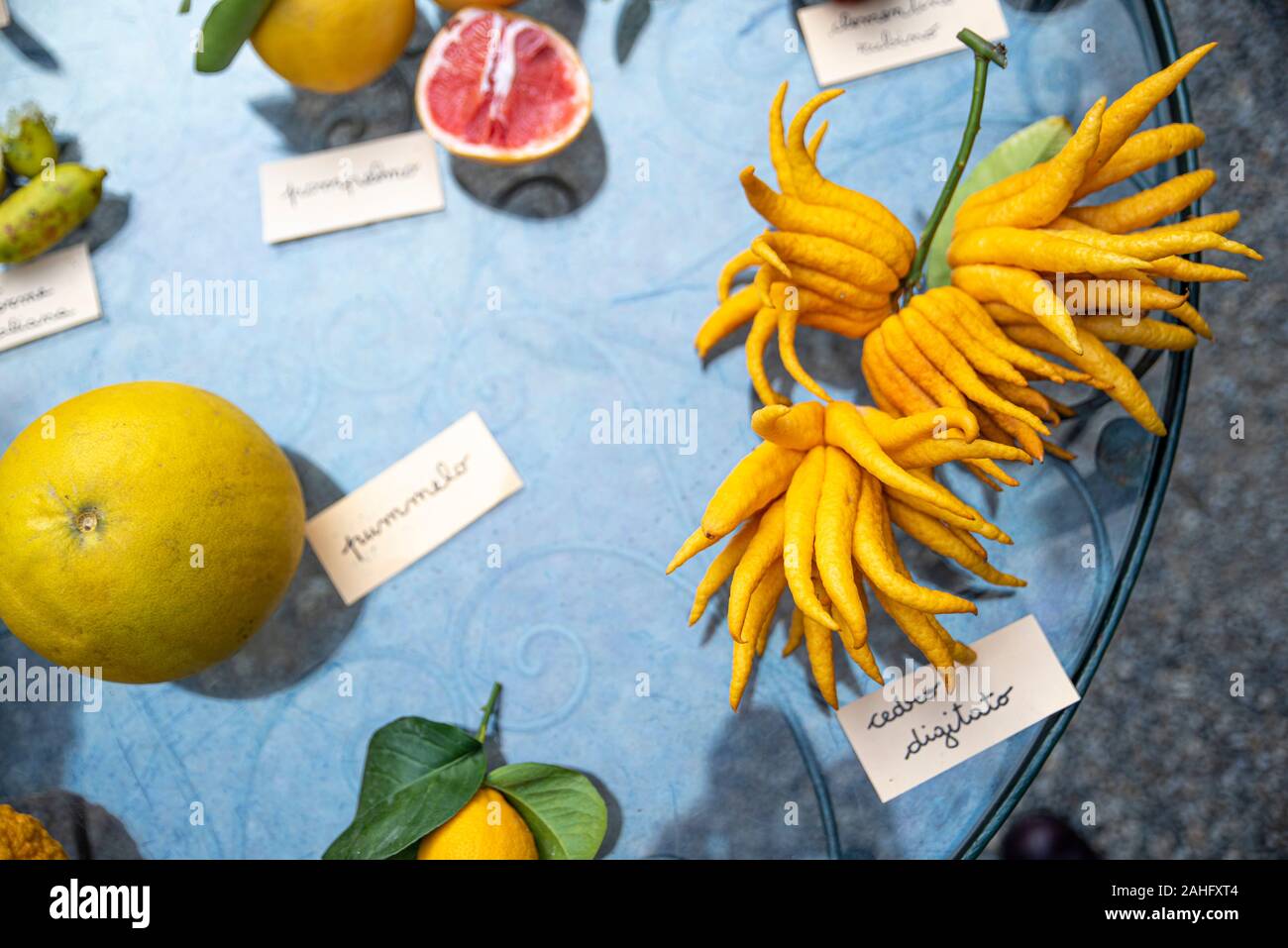 set of citrus fruits of different species. Stock Photo