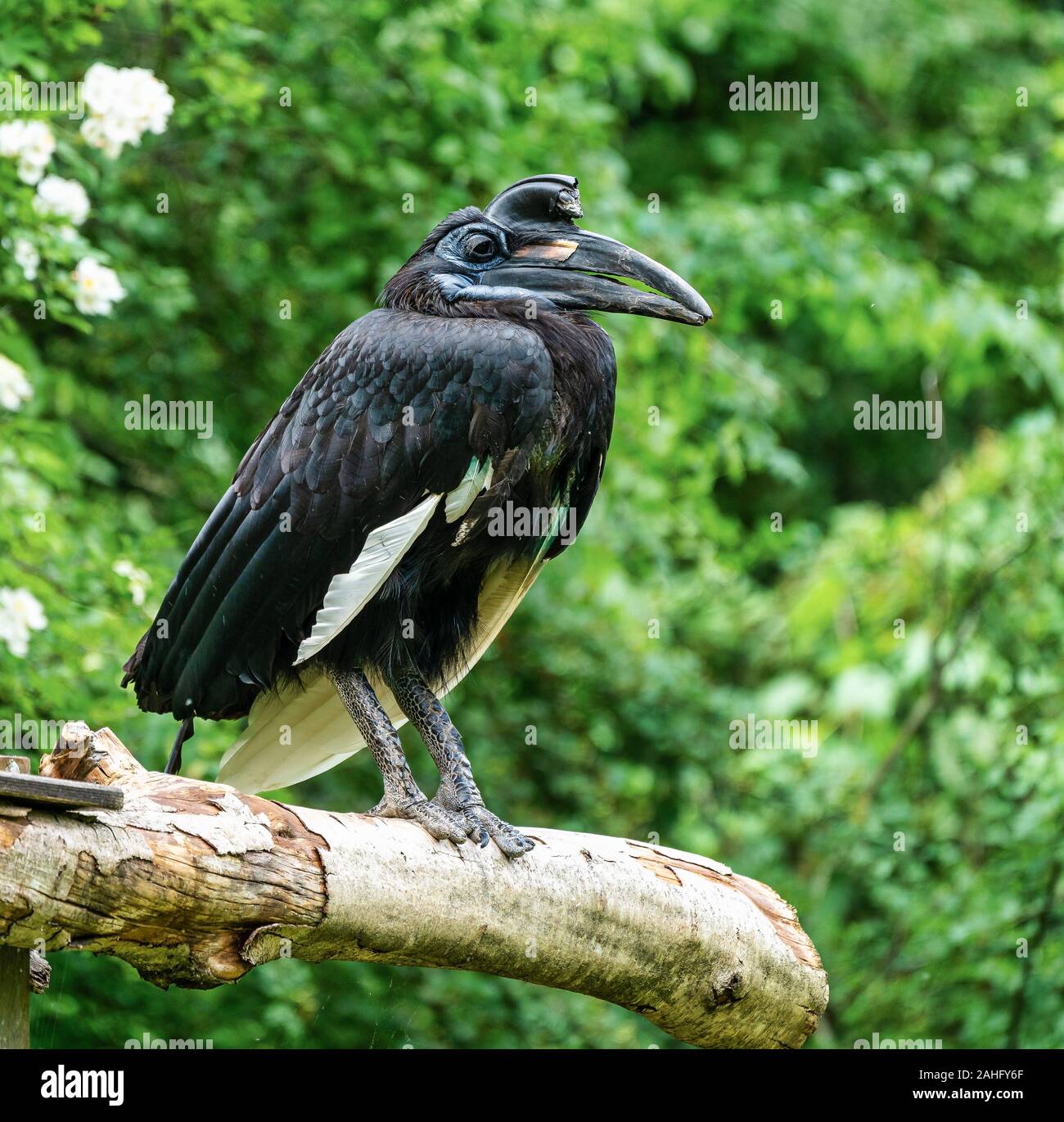 Abyssinian northern Ground Hornbill, Bucorvus abyssinicus strange bird Stock Photo