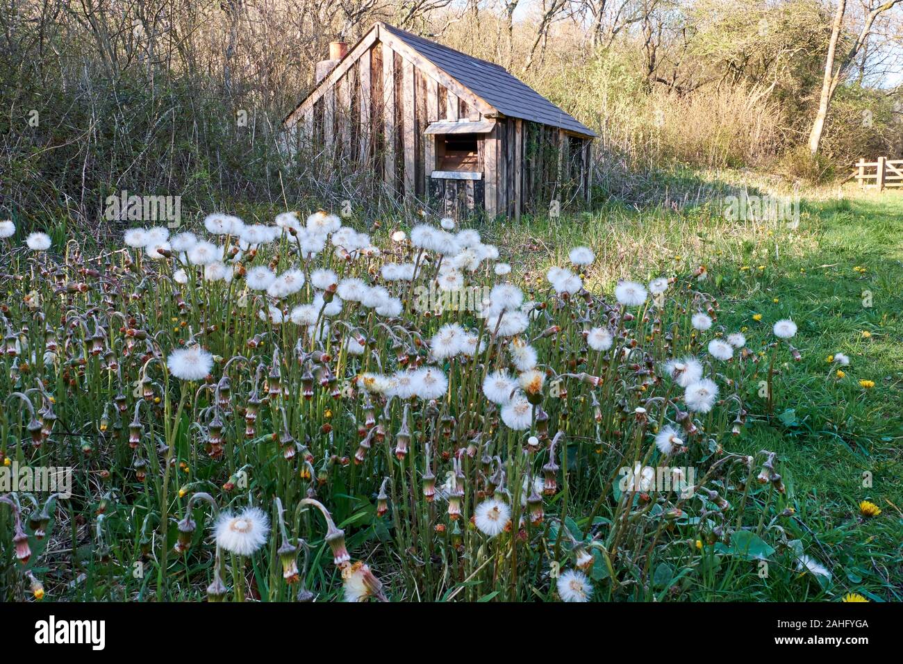 Dandelions gone to seed and an abandoned wooden  cabin in Dorset, England Stock Photo