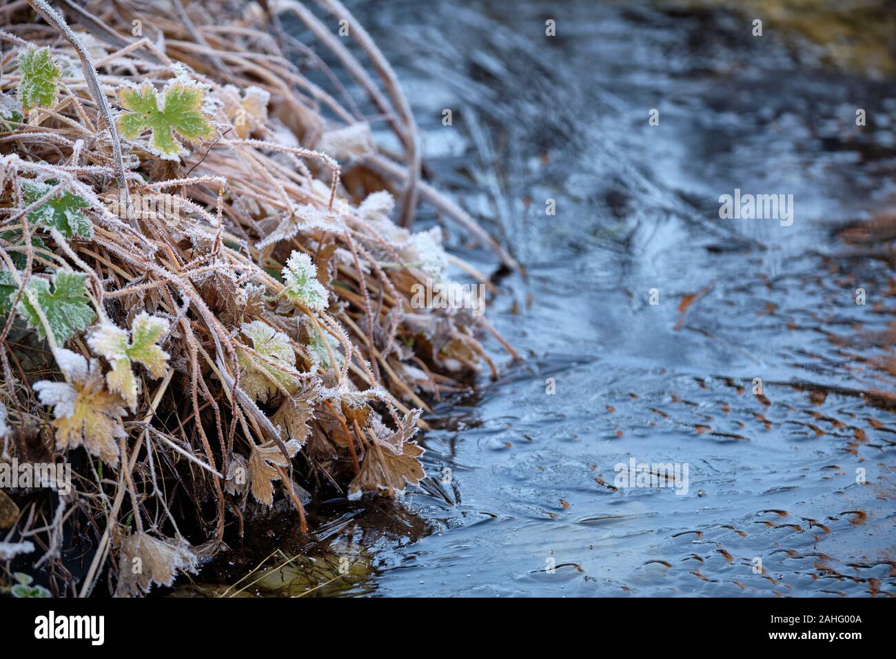 Plants and grass covered with rime at the banks of a garden pond with ice on a cold winter morning. Seen in Bavaria, Germany, in December. Stock Photo
