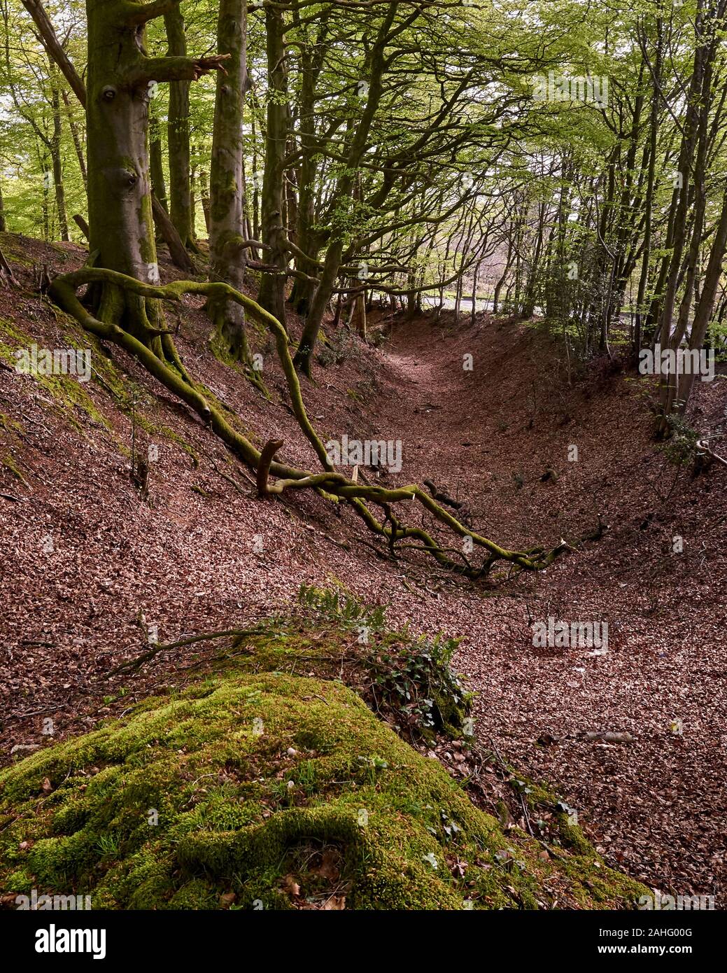 Woodbury common hires stock photography and images Alamy