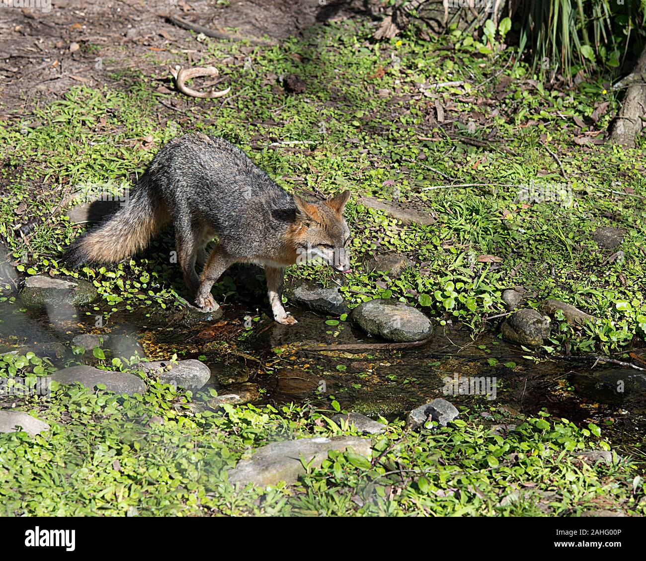 Grey fox animal by the creek  in a field, displaying grey fur, head, ears, eyes, nose, bushy tail in its surrounding and environment surrounded with g Stock Photo