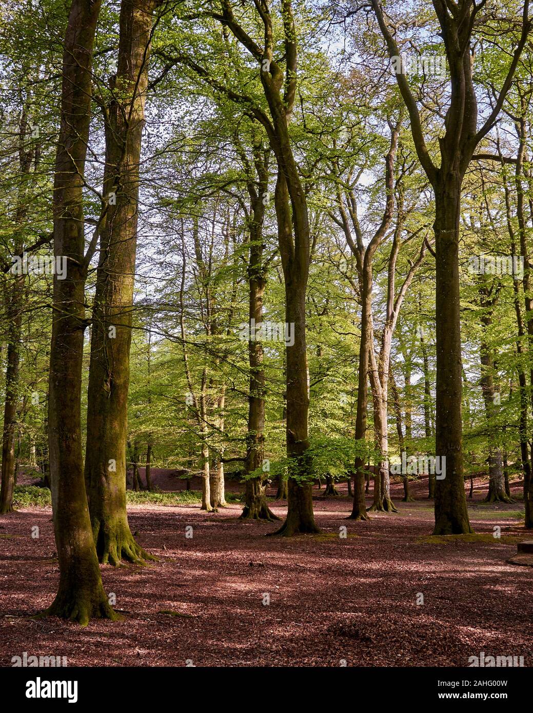 Woodbury devon hires stock photography and images Alamy