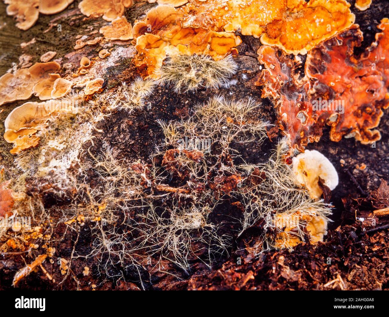 Bracket fungi, (polypore) fungal growing threads, hyphae. Autumn, UK Stock Photo