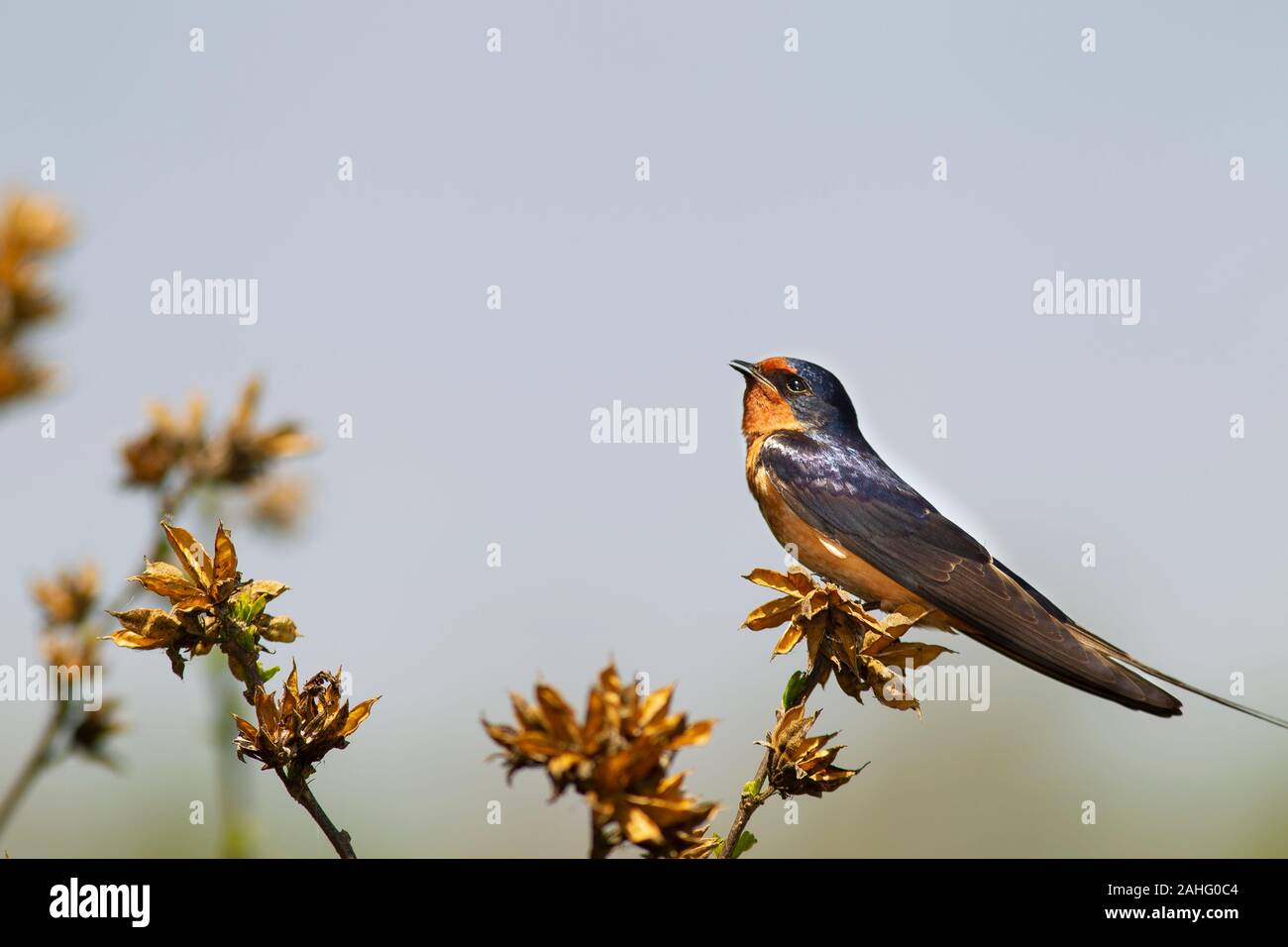 marsh-swallow-hi-res-stock-photography-and-images-alamy