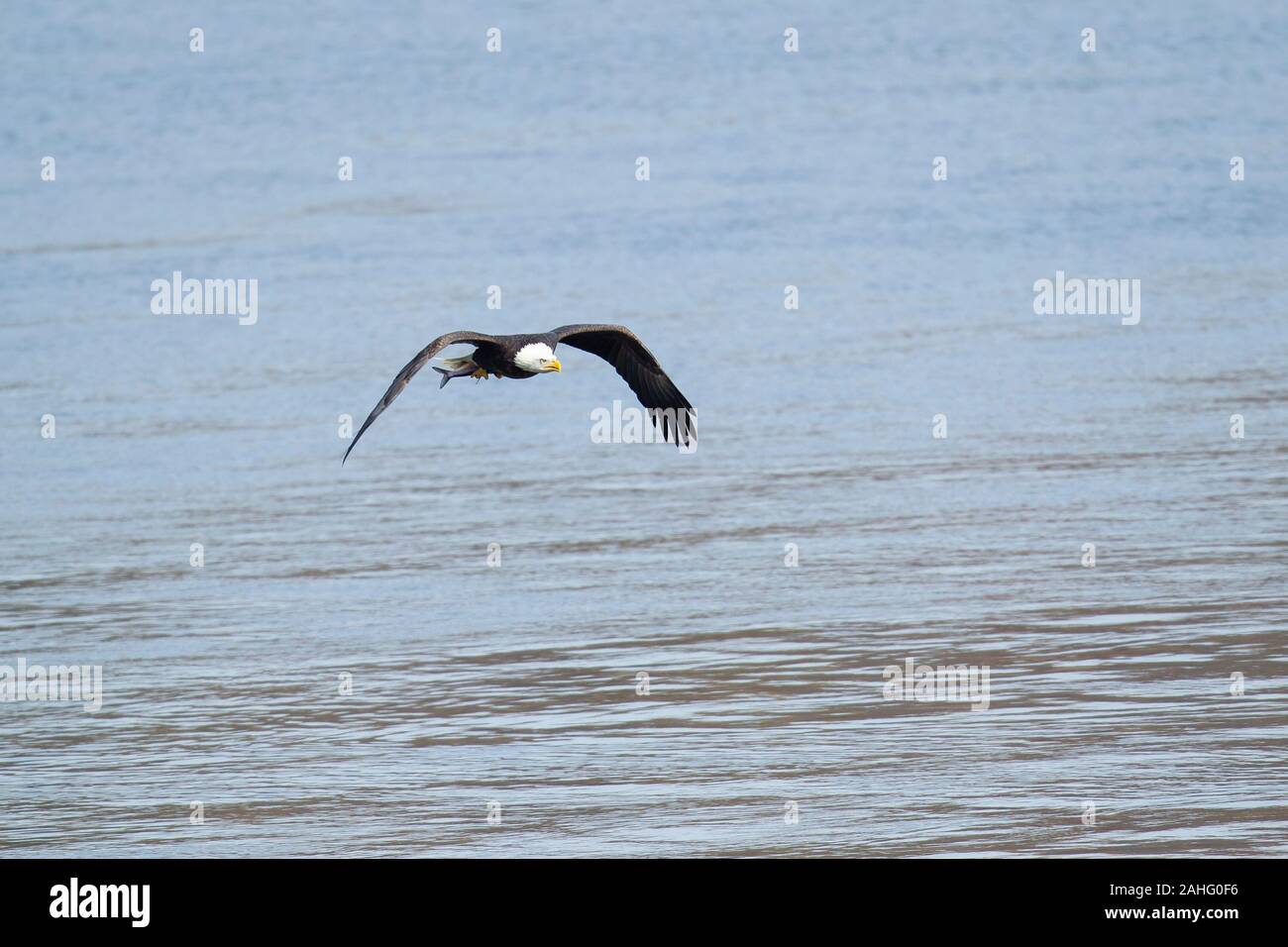 Bald Eagle (Haliaeetus leucocephalus) in flight with fish Stock Photo