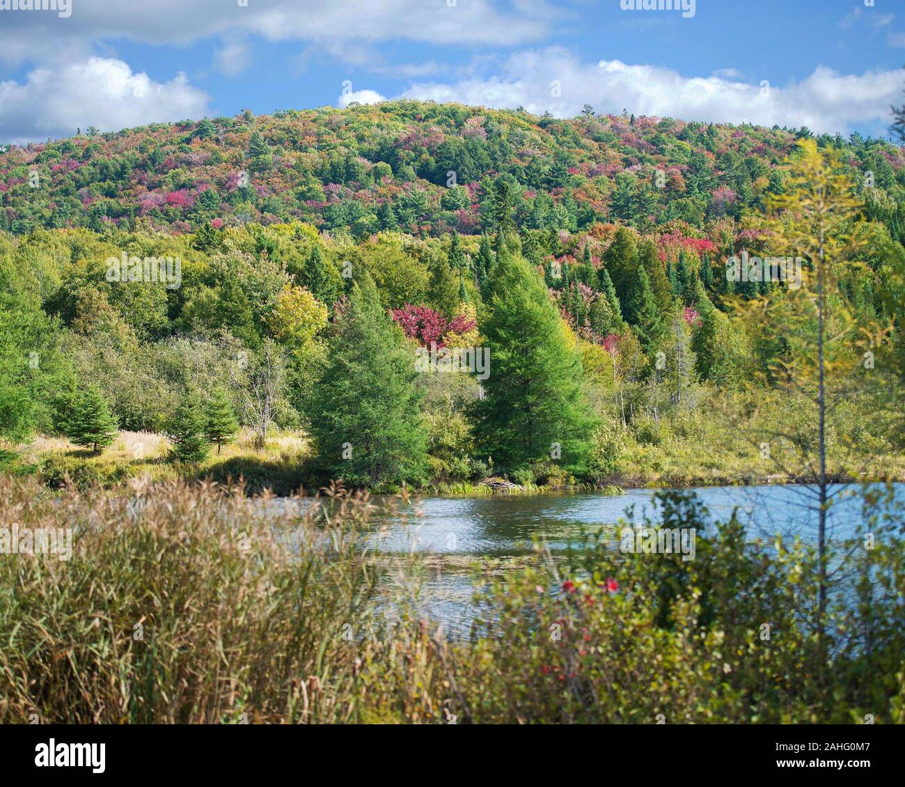 Autumn scenery landscape showing colorful nature scene. Stock Photo