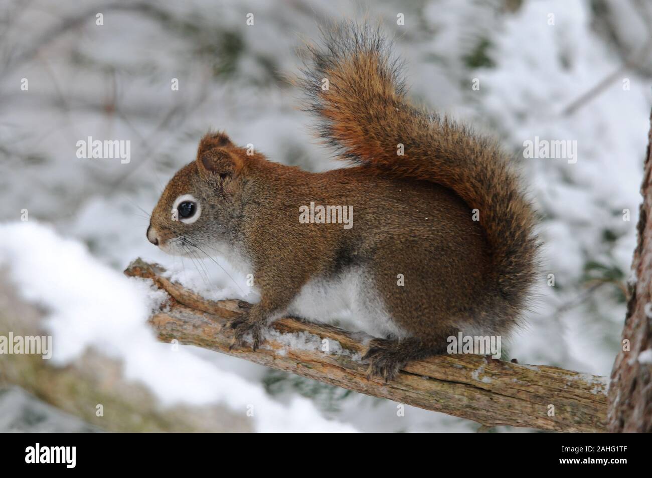 Squirrel animal in the forest sitting on a branch with snow with bokeh background displaying its brown fur, head, eyes, nose, ears, paws, bushy tail, Stock Photo