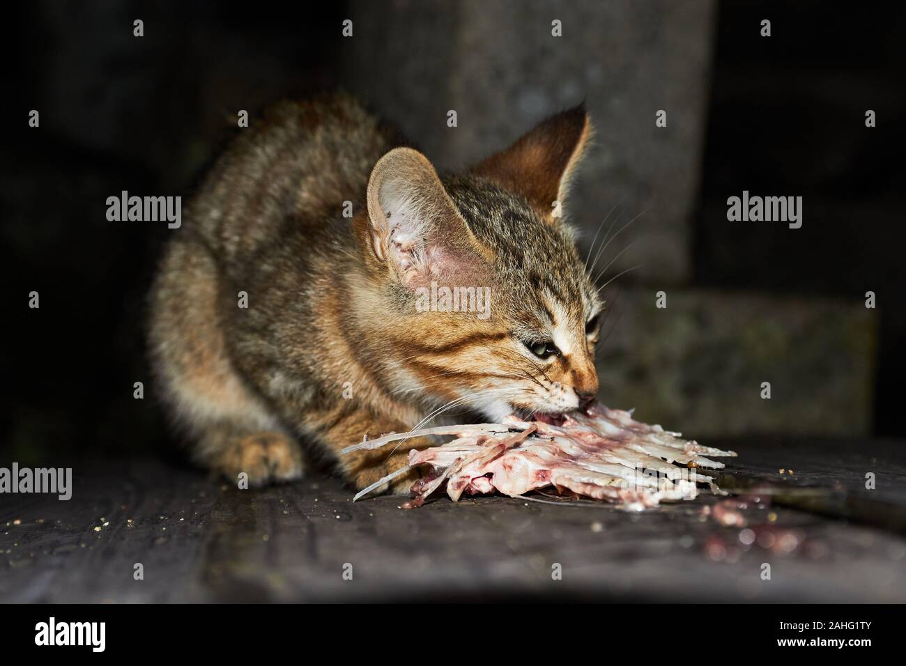 Feral kitten eating raw fish Manabeshima Island Seto Inland Sea