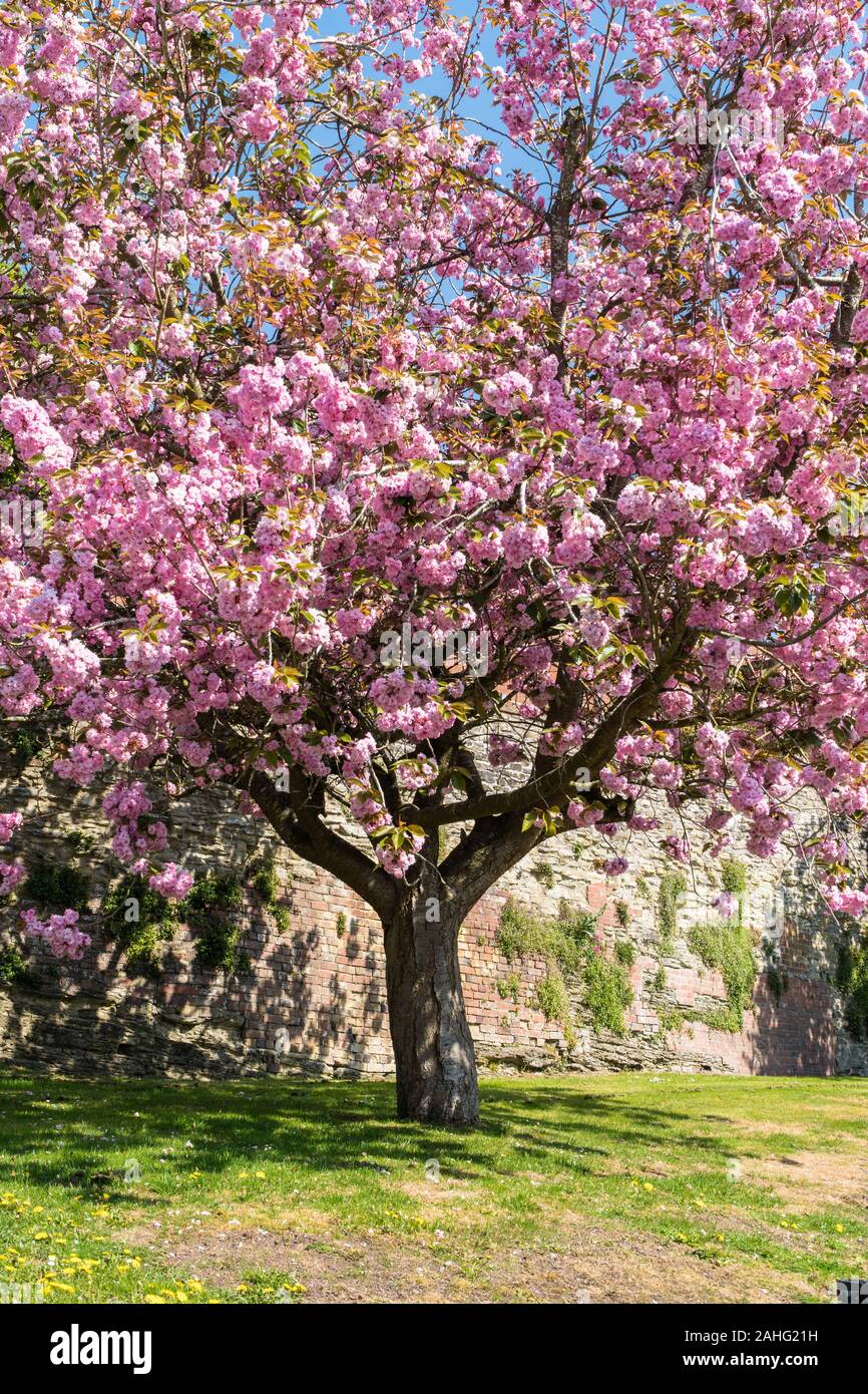 Cherry tree (Prunus Kanzan) in blossom, Ludlow England UK. April 2019