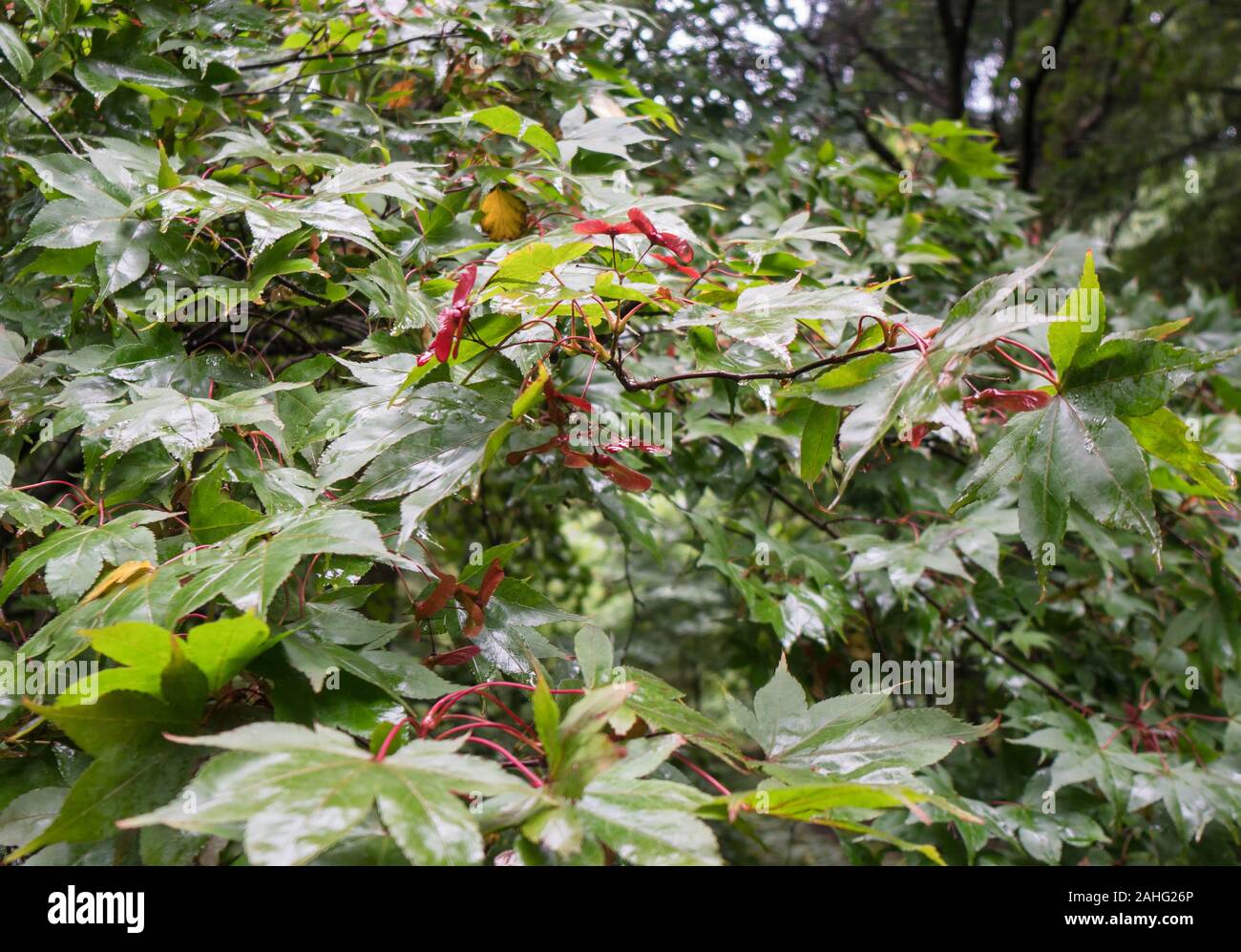 Japanese Maple (Acer palmatum) Dinmore Herefordshire UK September 2019 Stock Photo