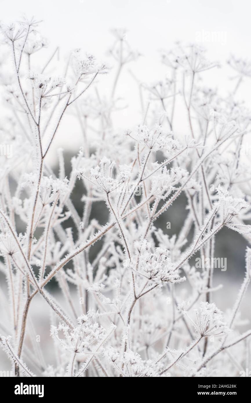 Frosted Cow Parsley (Anthriscus sylvestris) Herefordshire UK. January 2019 Stock Photo
