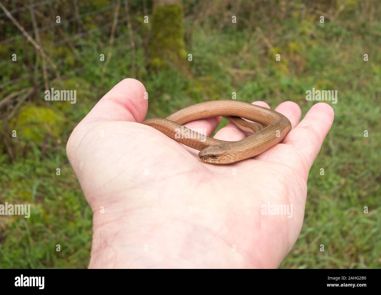 Female Slow worm (Anguis fragilis) in hand, on a nature reserve in the Herefordshire UK countryside. February 2019 Stock Photo