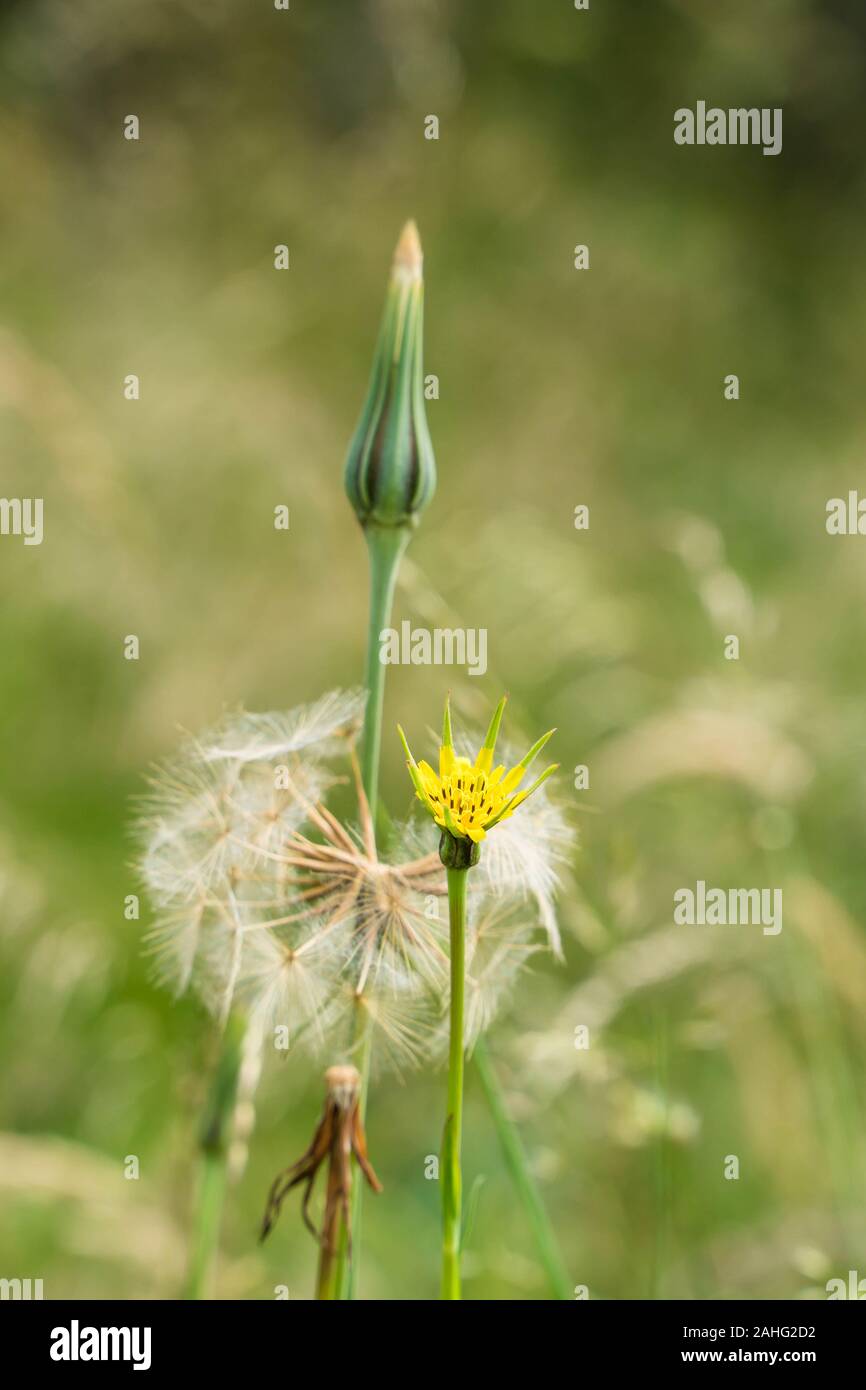 Goat's-beard (Tragopogon pratensis), three stages of growth bud, flower and seed head, growing on a nature reserve in the Herefordshire uk countryside Stock Photo