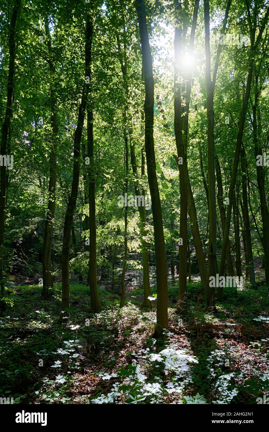 Natural forest with beeches in the Thuringian Forest near Friedrichsroda Stock Photo