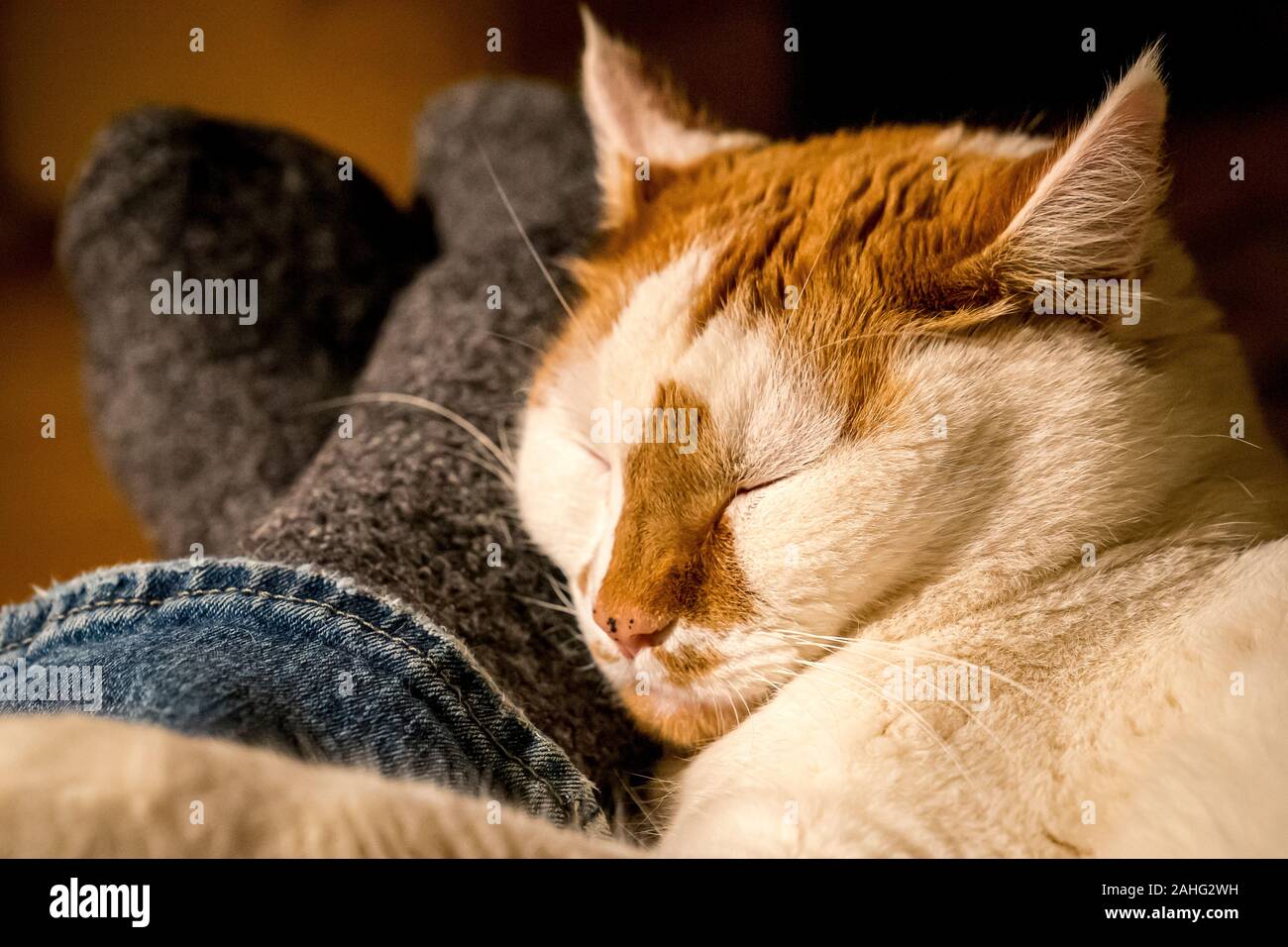 A contented white and orange cat sleeping on its owner's feet Stock Photo