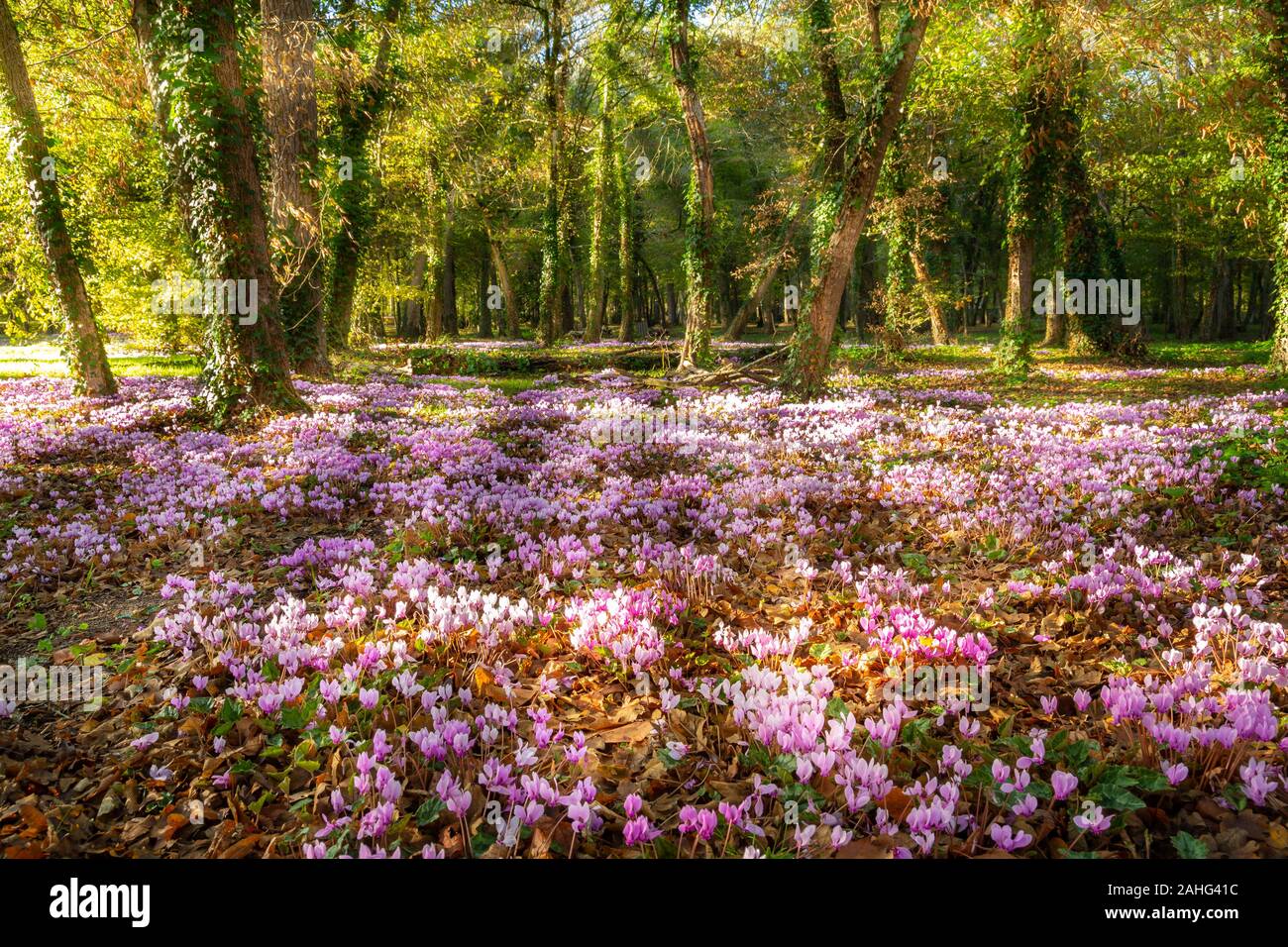 A bed of pink wild cyclamen (Cyclamen hederifolium) in a french forest in the Loire valley Stock Photo