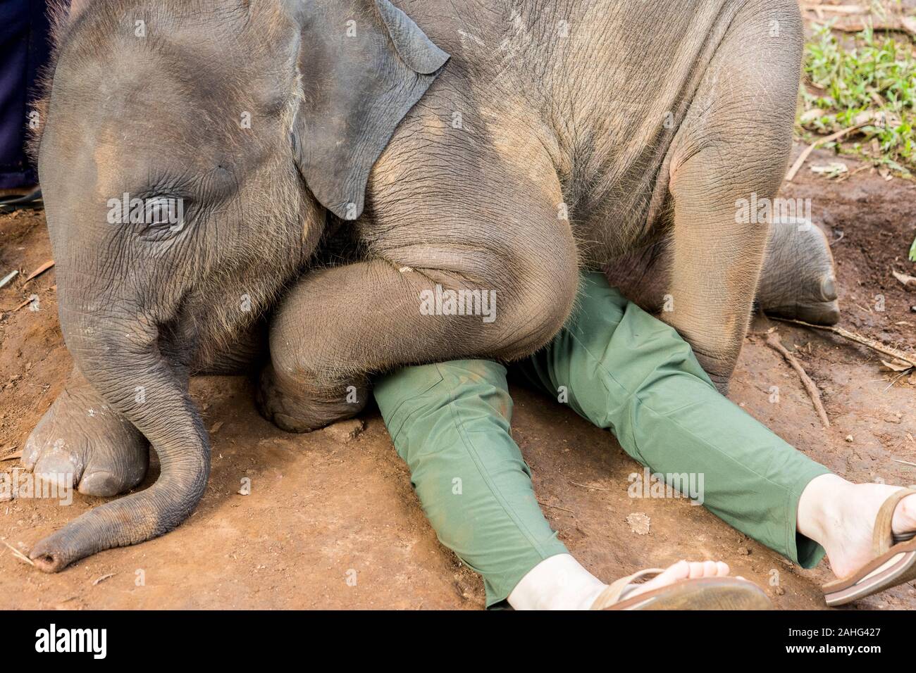 Playful baby elephant sits on a visitor at Patara Elephant Sanctuary, Thailand Stock Photo