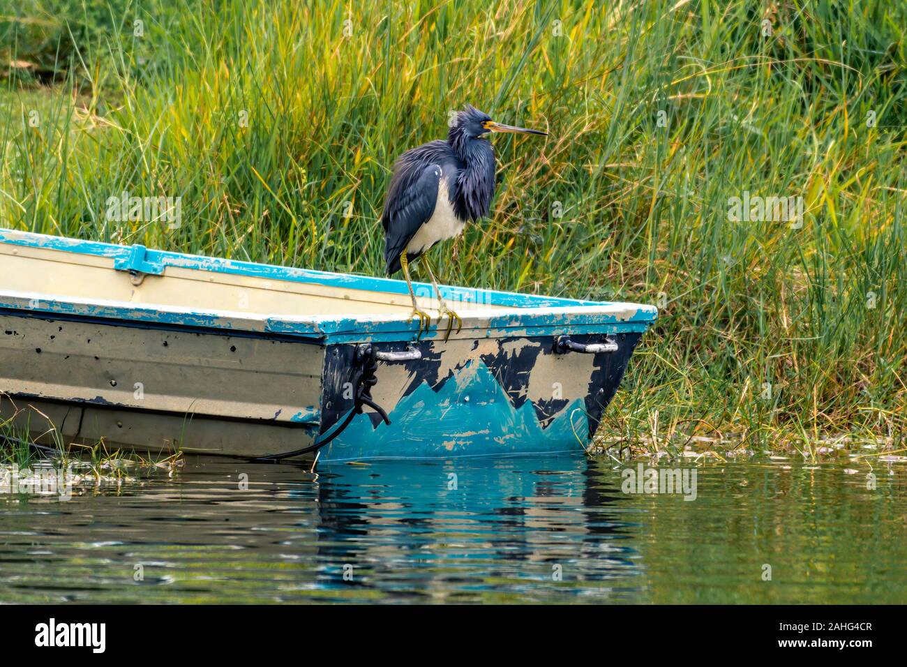 Tri-colored heron sits on an old boat Stock Photo