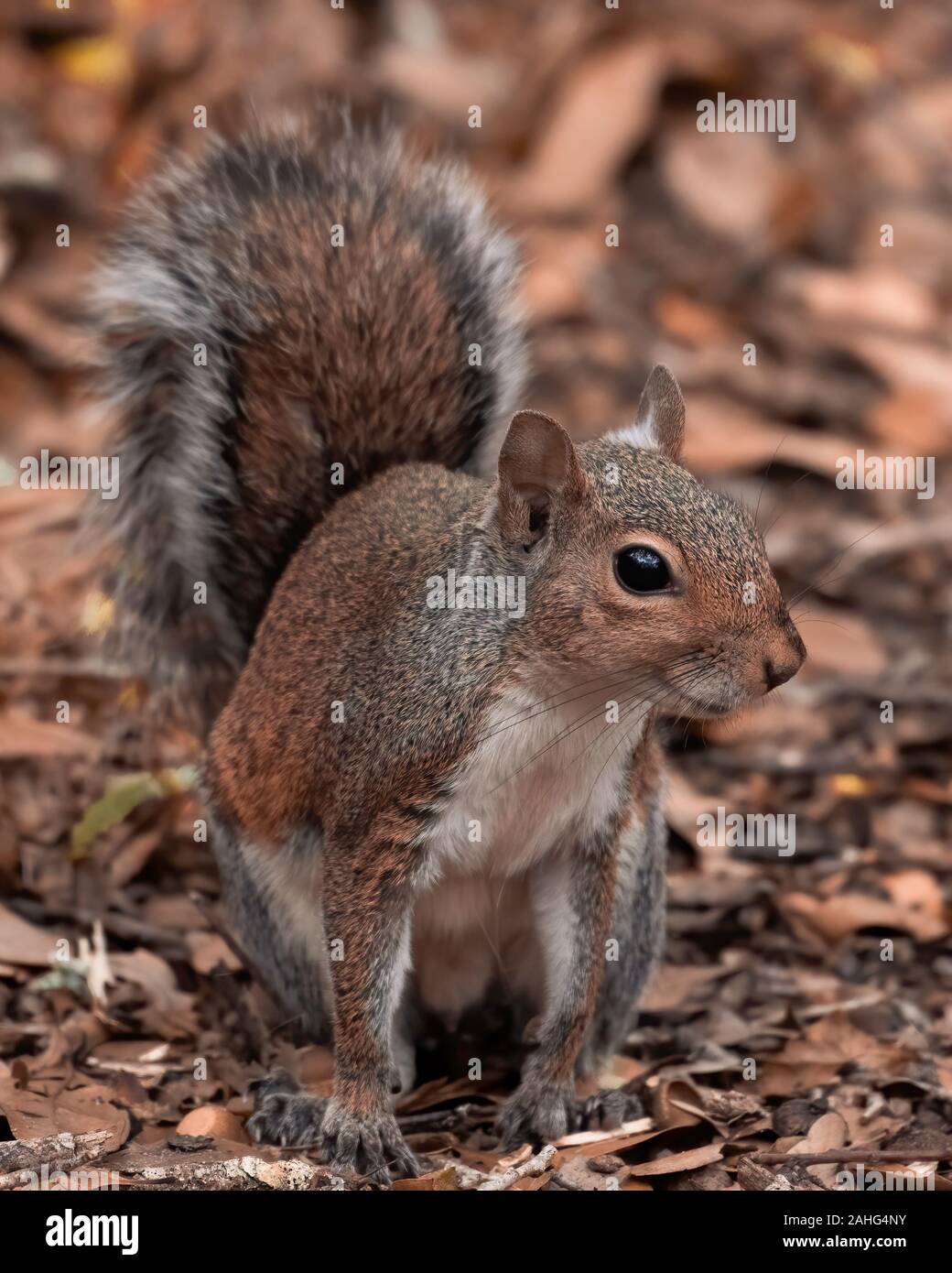 squirrel close up storing food for winter Stock Photo