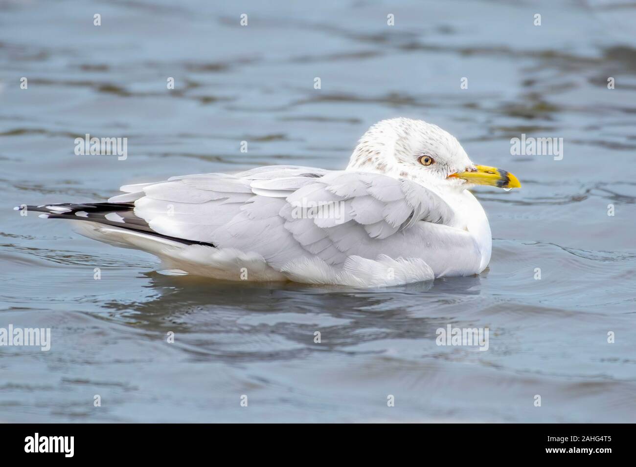 Black ring billed gull floating in the water in the Gulf of Mexico Florida Stock Photo