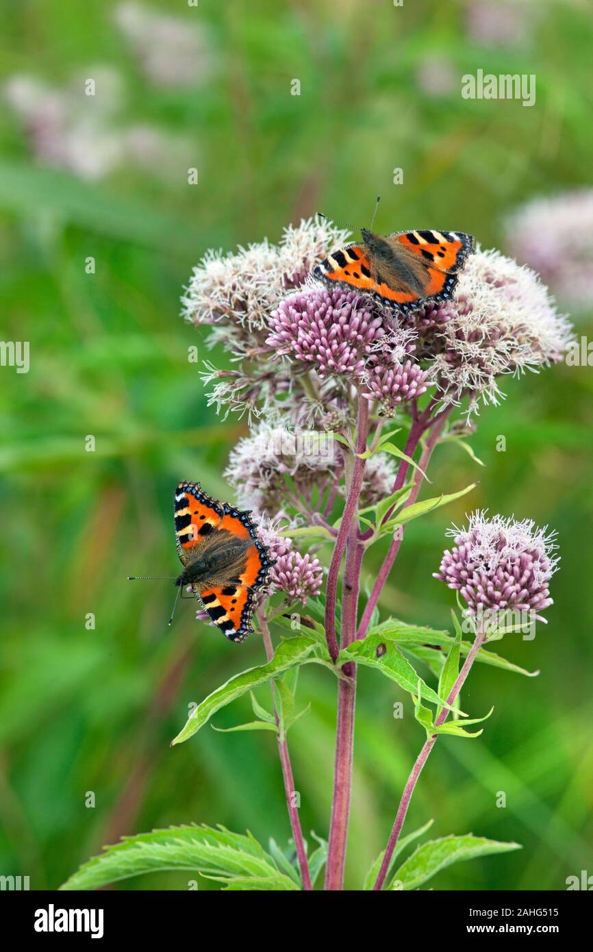 Small Tortoiseshell Butterfly Aglais urticae on Hemp agrimony Stock Photo