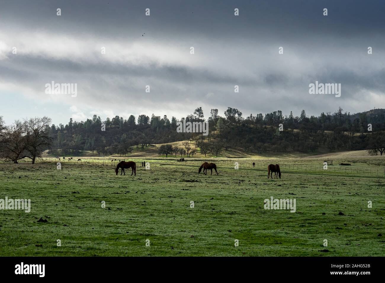 Horses grazing on green grass on a cloudy morning Stock Photo