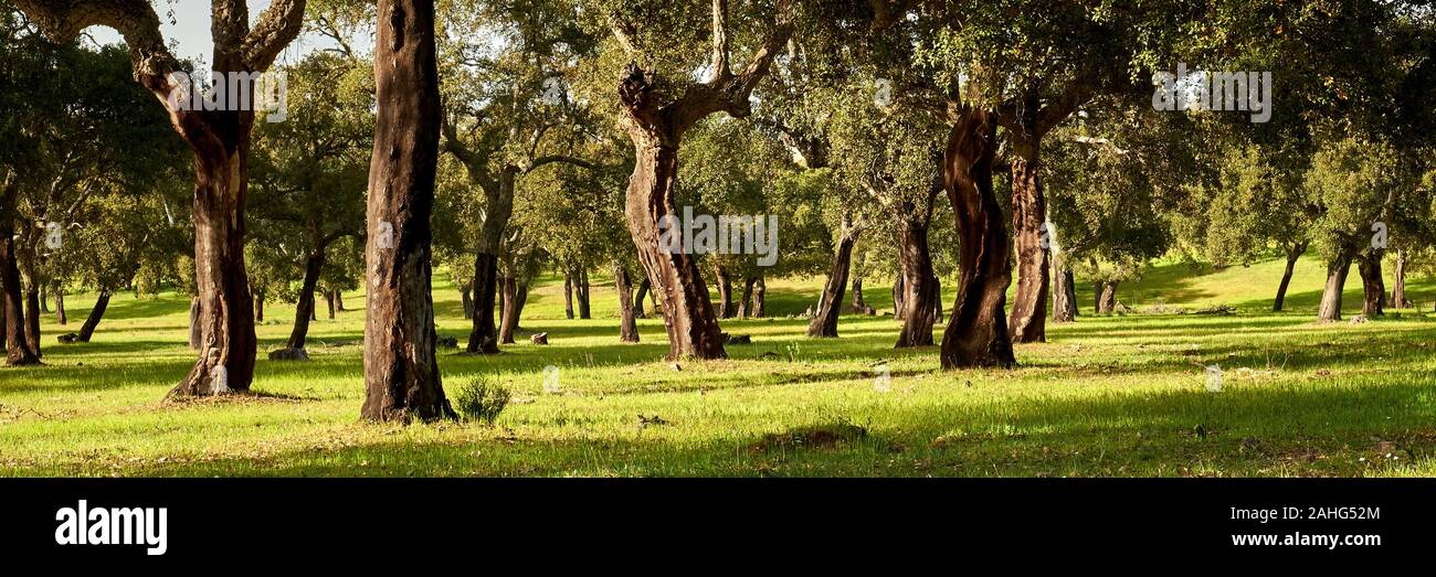 Cork trees in rural Extremadura, Spain Stock Photo - Alamy