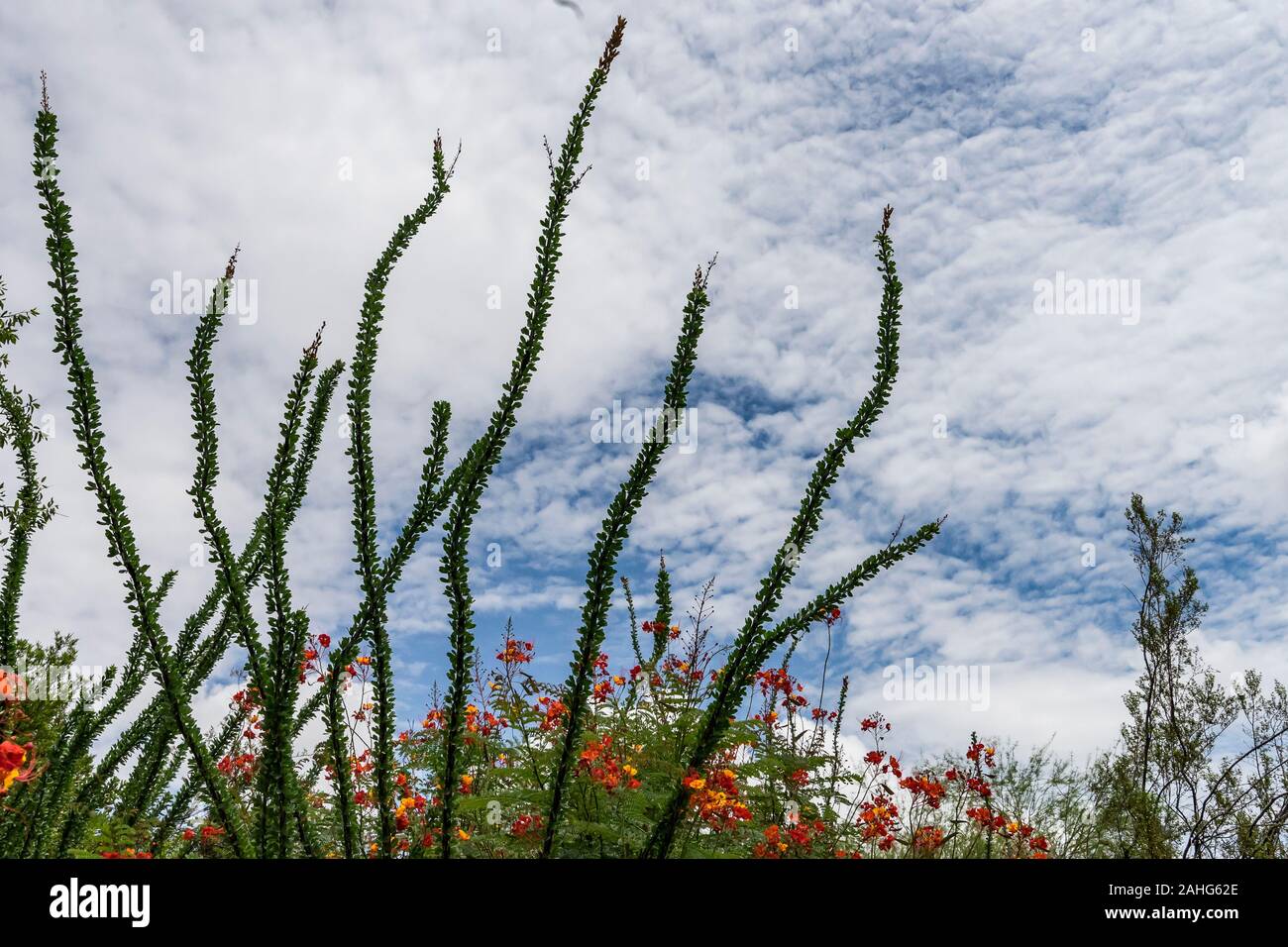 Ocotillos and Mexican Bird of Paradise against a blue sky with clouds Stock Photo