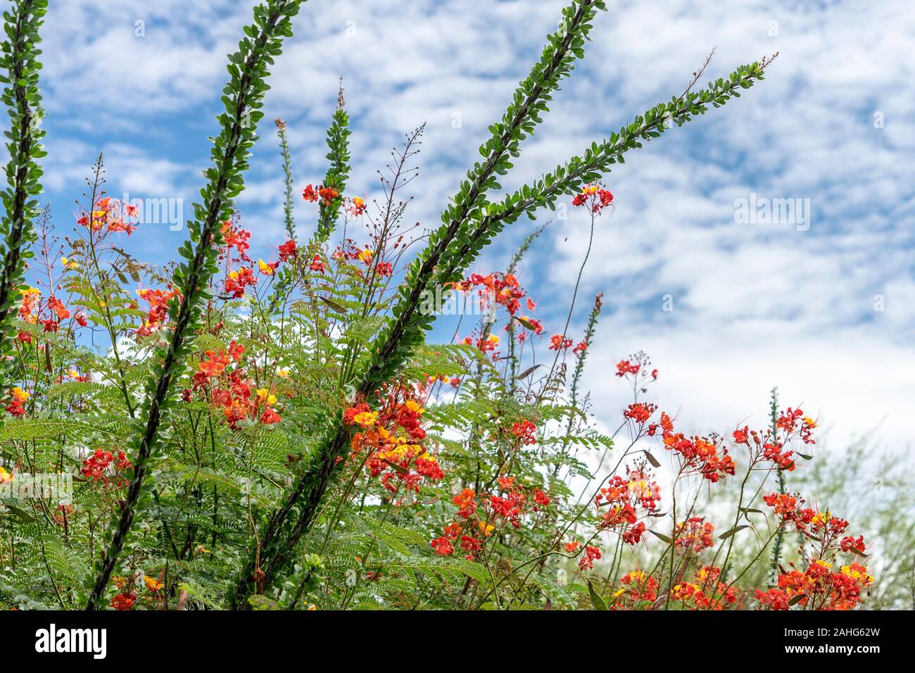 Ocotillos and Mexican Bird of Paradise against a blue sky with clouds Stock Photo