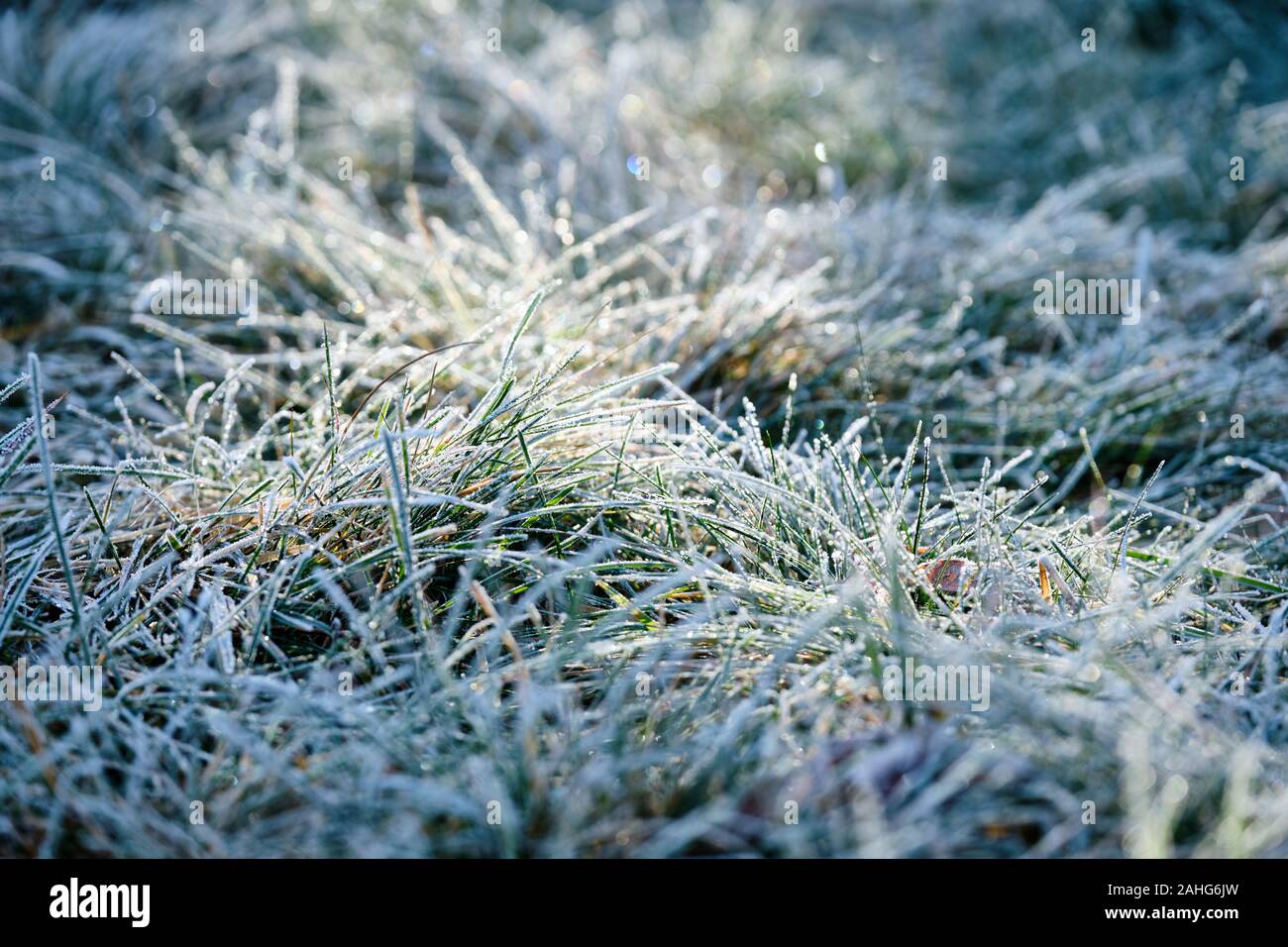 Beautiful morning scenery with blades of grass covered with white rime in the back light in a meadow. Seen in Bavaria, Germany, in December. Stock Photo