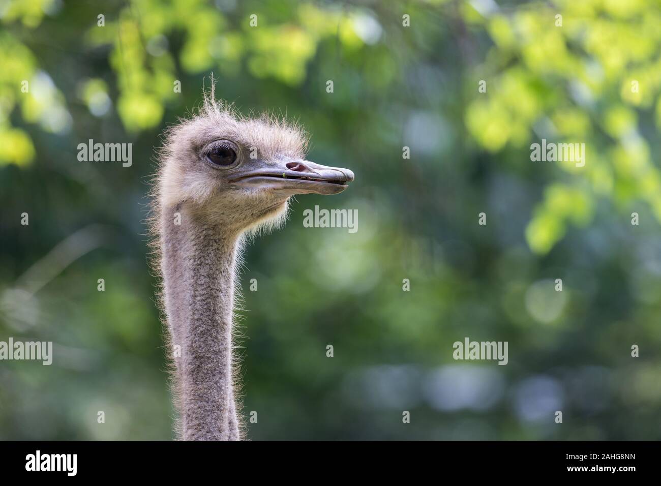 Ostrich head portrait Stock Photo