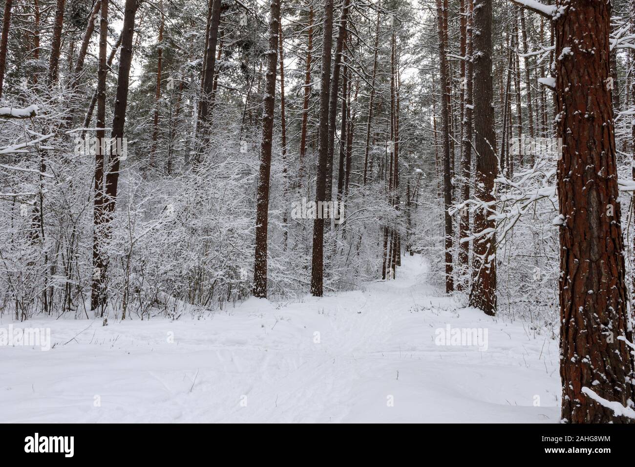 Pine forest covered with snow at winter Stock Photo - Alamy