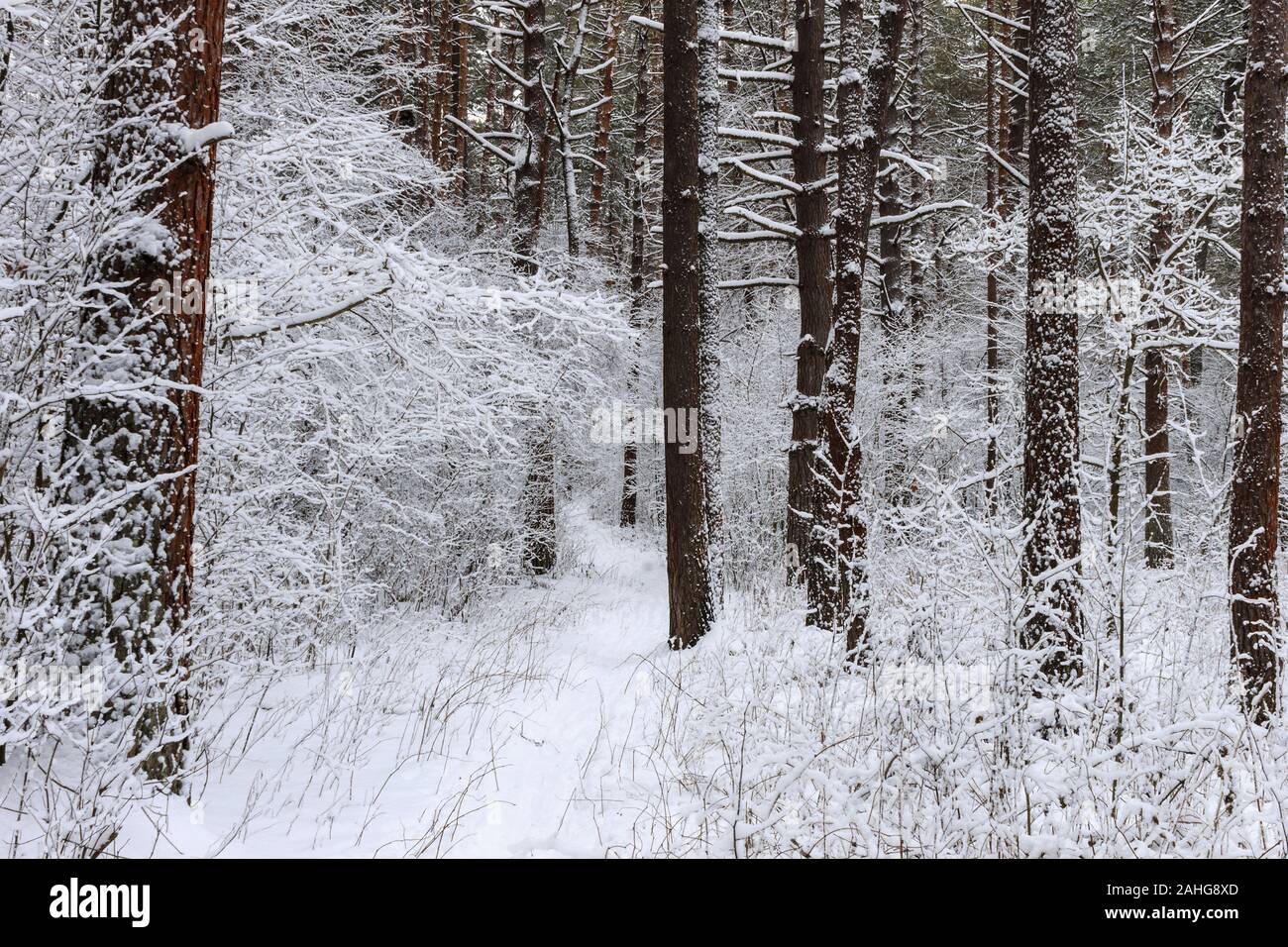 Pine forest covered with snow at winter Stock Photo - Alamy