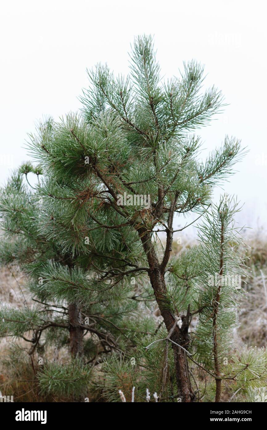 pine covered with frost at November Stock Photo - Alamy
