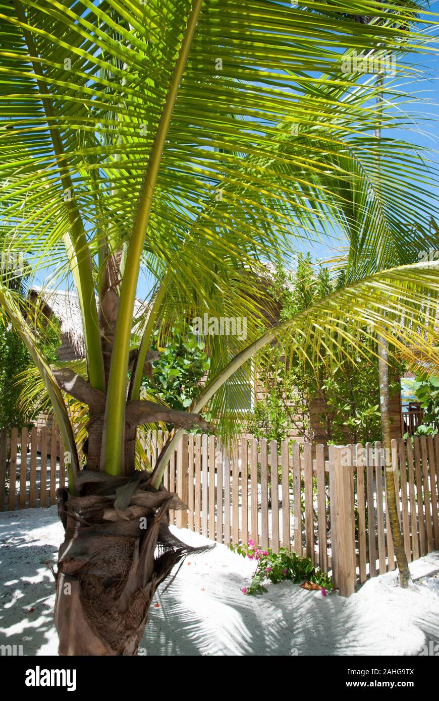 The palm tree near wooden house on Roatan Island Mahogany Bay Beach