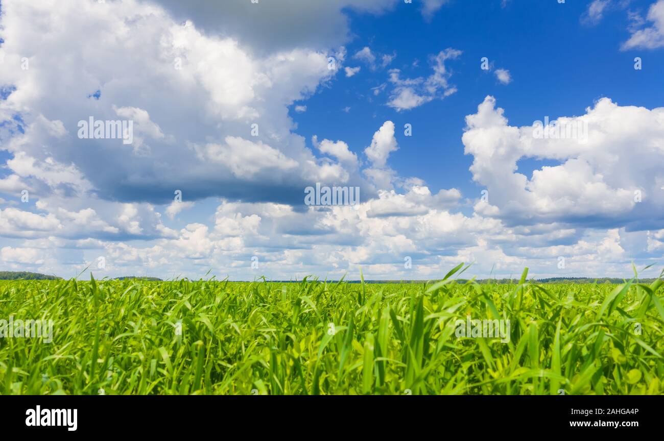 Beautiful landscape, blue sky and fresh green grass. Green grass and sky at beautiful sunny day. Stock Photo