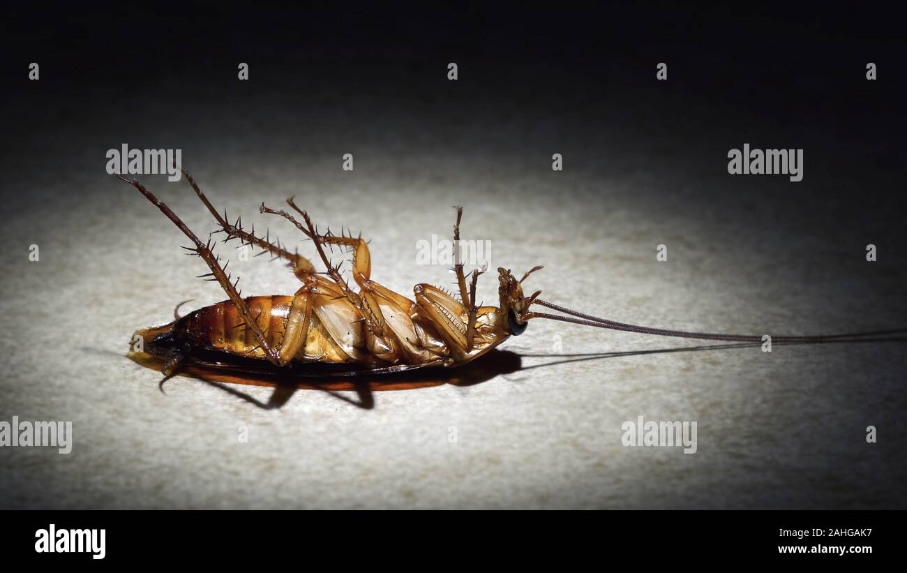 brown pesky cockroach lies dead on the floor on a spotlight Stock Photo